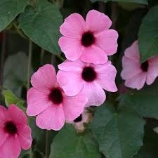Light Pink Thunbergia Flower Seeds – Heirloom, Non-GMO, High Germination Organic Garden Seeds