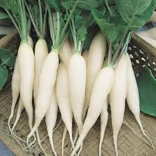 White Carrot Seeds for Planting – Heirloom, Non-GMO, Rare Root Variety – Organic Garden Seeds
