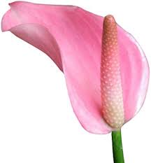 Pink Andraeanu Flower Seeds for Planting | Heirloom Non-GMO High Germination Organic Garden Seeds