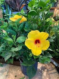 Yellow Hibiscus Flower Seeds for Planting – Heirloom, Non-GMO, Premium Organic Garden Seeds