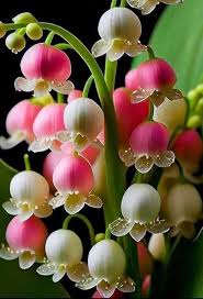 Convallaria Majalis Flower Seeds for Planting – Heirloom, Non-GMO, High Germination Organic Garden Seeds