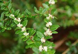 Vegetable Seeds,Garden seeds, Seeds For Planting,Plant Seeds