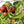 Fruit Seeds,Garden seeds, Seeds For Planting,Plant Seeds