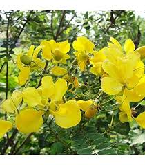Yellow Didymobotrya Flower Seeds for Planting – Heirloom, Non-GMO, High Germination Organic Garden Seeds