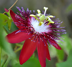 Red Passiflora Incarnata Flower Seeds for Planting – Heirloom, Non-GMO, Premium Quality, High Germination