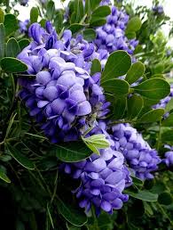 Heirloom Sophora Secundiflora Flower Seeds – Non-GMO, High Germination Organic Garden Seeds