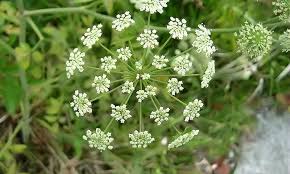 Cicuta Maculata Flower Seeds for Planting – Heirloom, Non-GMO, Low-Maintenance Organic Garden Seeds