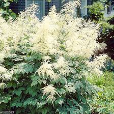 Aruncus Dioicus Flower Seeds for Planting – Long Bloom Season, Heirloom, GMO Free Organic Garden Seeds