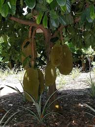 Black Gold Jackfruit seeds for planting - Heirloom & Non-GMO Garden seeds, tropical giant fruit with sweet flesh