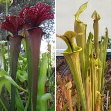 Scarlet Sarracenia Carnivorous Flower Seeds for Planting – Heirloom, Non-GMO, High Germination Organic Garden Seeds