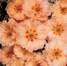 Sundial Peach Portulaca Moss Rose Flower Seeds for Planting – Heirloom, Non-GMO, High Germination