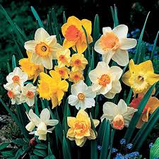 Daffodil Narcissus Flower Seeds for Planting – Heirloom, Non-GMO, High Germination Organic Garden Seeds