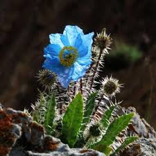 Meconopsis Betonicifolia Flower Seeds for Planting – Heirloom, Non-GMO, Pollinator Friendly Organic Garden Seeds