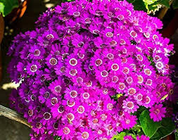 Pink Cineraria Flower Seeds for Planting – Heirloom, Non-GMO, High Germination Cut Flower Favorite