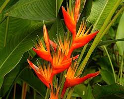 Heliconia Flower Seeds for Planting – Heirloom, Non-GMO, Perfect for Borders Organic Garden Seeds