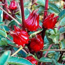 Belchanda Tengamora Vegetable Seeds for Planting – Heirloom Non-GMO Traditional Garden Seeds