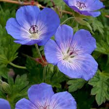 Rozanne Flower Seeds for Planting – Heirloom Non-GMO Seeds for Home Garden, High Germination
