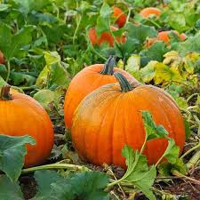 Centner Jelly Giant Pumpkin Seeds for Planting – Heirloom Non‑GMO High Germination Organic Garden Seeds, Giant Pumpkins