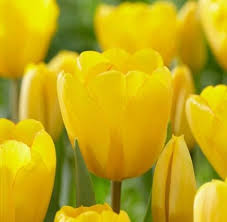 Yellow Tulip Flower Seeds for Planting – Low Maintenance Heirloom Non-GMO Organic Garden Seeds