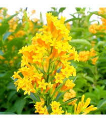 Heirloom Nocturnum Flower Seeds – Non-GMO, High Germination Organic Garden Seeds