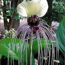 Tacca Nivea Bat Flower Seeds for Planting - Heirloom, Non-GMO, High Germination Organic Garden Seeds