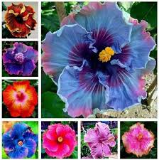 Heirloom Hibiscus Moscheutos Flower Seeds for Planting - Non-GMO, High Germination, Organic Garden Seeds