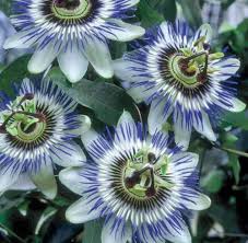 Blue Passion Flower Seeds – Non-GMO, High Germination Heirloom Organic Garden Seeds