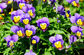 Johnny Jump-up Viola Flower Seeds for Planting – Heirloom, Non-GMO, Colorful Display Organic Garden Seeds