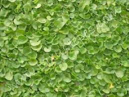 Dichondra Ground Cover Flower Seeds for Planting – Cut Flower Favorite, Heirloom, Non-GMO, Organic Garden Seeds