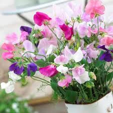 Sweet Peas Flower Seeds for Planting - Heirloom, Non-GMO, High Germination Organic Garden Seeds