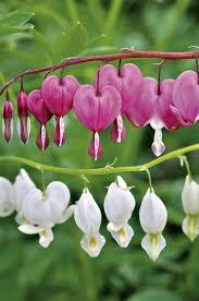 Bleeding Heart Flower Seeds for Planting | Heirloom, Non-GMO, High Germination, Organic Garden Seeds