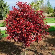 Photinia Fraseri Red Tip Seeds for Planting - Heirloom, Non-GMO, High Germination, Organic Garden Seeds