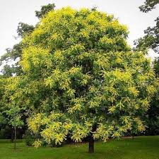 Golden Koelreuteria Flower Seeds for Planting – Heirloom, Non-GMO, High Germination Organic Garden Seeds