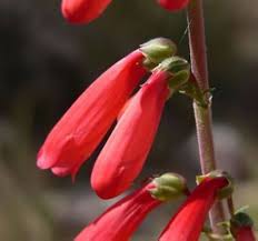 Heirloom Penstemon Eatonii Flower Seeds for Planting – Non-GMO, Perfect for Borders, High Germination