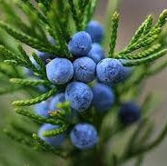 Fruit Seeds,Garden seeds, Seeds For Planting,Plant Seeds