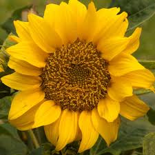 Dwarf Sunspot Sunflower Seeds - Compact, Fast-Growing, Non-GMO Garden Sunflower for Pots & Beds