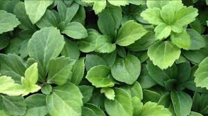 Pachysandra Seeds – Long Bloom Heirloom, Non-GMO Seeds for Planting Ground Cover in Organic Gardens
