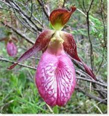 Heirloom Lady’s Slipper Orchid Flower Seeds for Planting – Non-GMO, High Germination Organic Garden Seeds