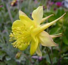 Golden Columbine Flower Seeds for Planting – Heirloom, Non-GMO, Easy to Grow