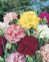 Carnation Dianthus Flower Seeds for Planting – Heirloom, Non-GMO, High Germination Organic Garden Seeds