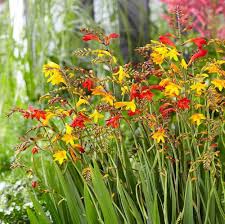 Crocosmia Flower Seeds for Planting – Seasonal Bloomer, Heirloom & Non-GMO Seeds