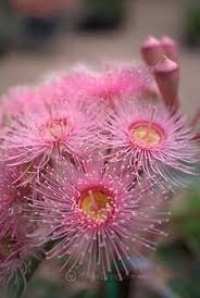 Heirloom Corymbia Ficifolia Flower Seeds for Planting – Non-GMO, High Germination Organic Garden Seeds