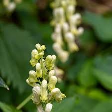 Dogbane Flower Seeds for Planting – Pollinator Friendly, Heirloom, Non-GMO, High Germination Organic Garden Seeds