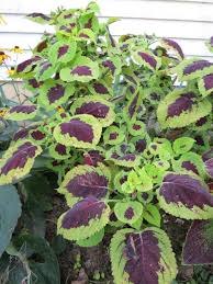 Heirloom Kong Lime Flower Seeds – Non-GMO, High Germination Organic Garden Seeds