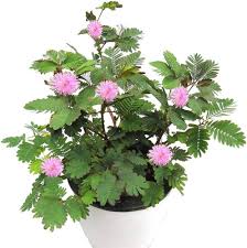 Mimosa Flower Seeds for Planting - Heirloom, Non-GMO, High Germination Organic Garden Seeds