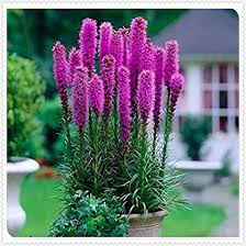 Prachtscharte Flower Seeds for Planting – Pollinator Friendly Heirloom Non-GMO Organic Garden Seeds