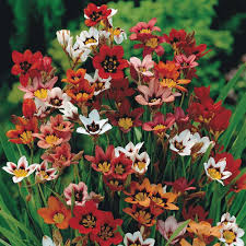 Sparaxis Flower Seeds for Planting – Cottage Garden Essential, Heirloom, Non-GMO, High Germination