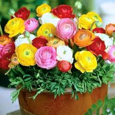 Ranunculus Flower Seeds for Planting – Premium Quality Heirloom Non-GMO Organic Garden Seeds