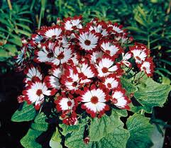 Burgundy Cineraria Flower Seeds for Planting – Heirloom, Non-GMO, High Germination Organic Garden Seeds for Shade-Loving Blooms