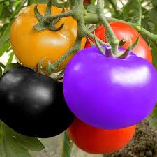 Vegetable Seeds,Garden seeds, Seeds For Planting,Plant Seeds